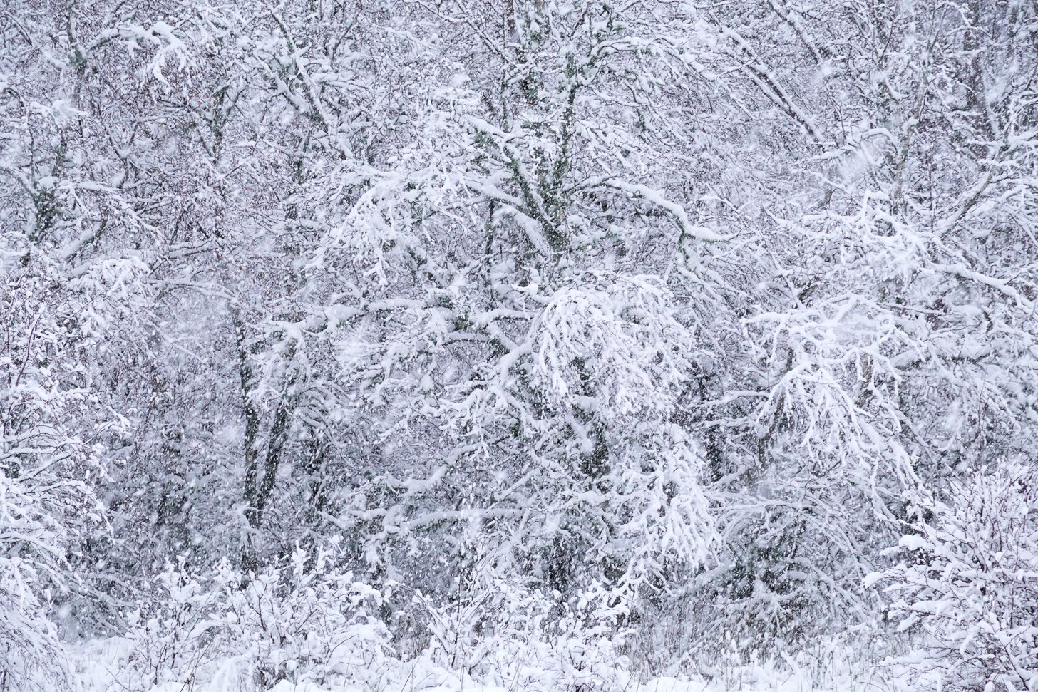 A dense stand of birch trees newly decorated with still falling snow A dense stand of birch trees newly decorated with still falling snow
