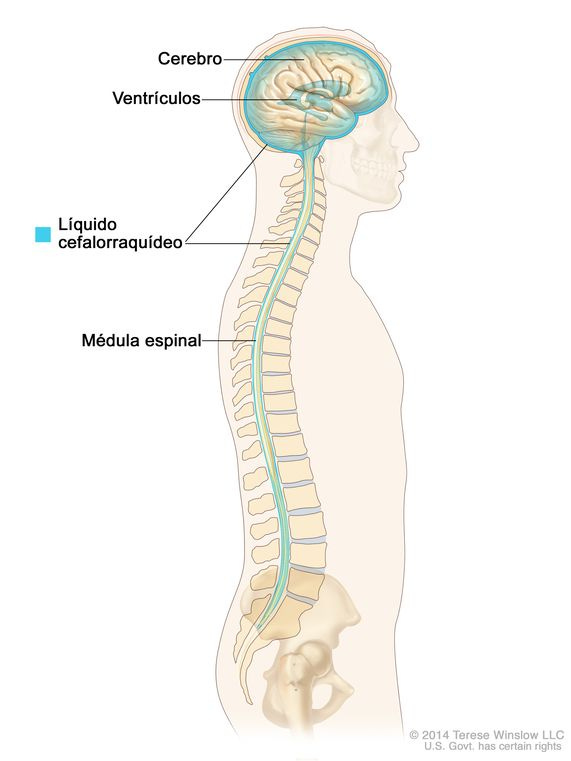 En la ilustración, se muestra el líquido cefalorraquídeo (LCR) en el cerebro y la médula espinal, así como los ventrículos cerebrales, donde se elabora el LCR. En la ilustración, se muestra el líquido cefalorraquídeo (LCR) en el cerebro y la médula espinal, así como los ventrículos cerebrales, donde se elabora el LCR.