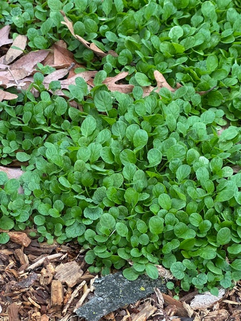 shepherd's purse microgreens shepherd's purse microgreens