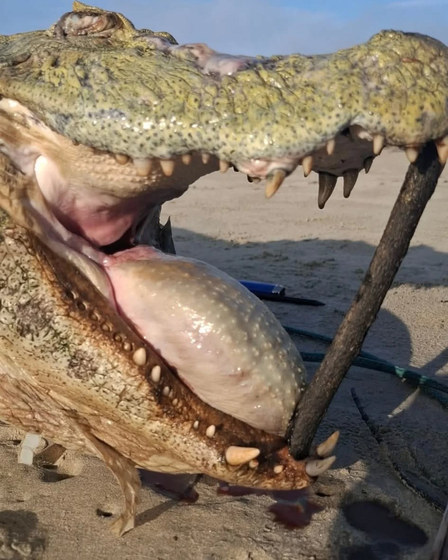 Pode ser uma imagem de crocodilo