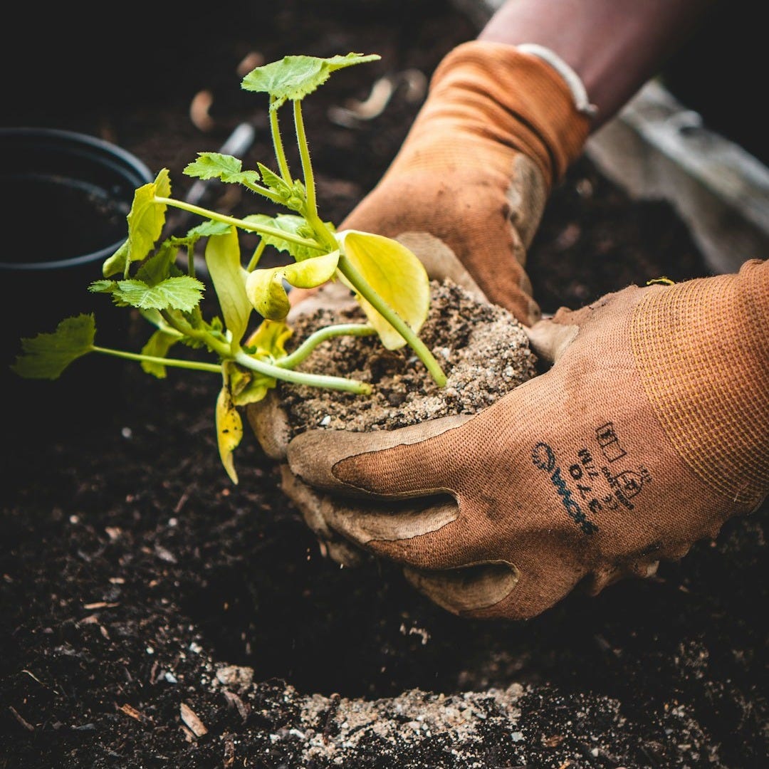 person holding green plant on black pot person holding green plant on black pot