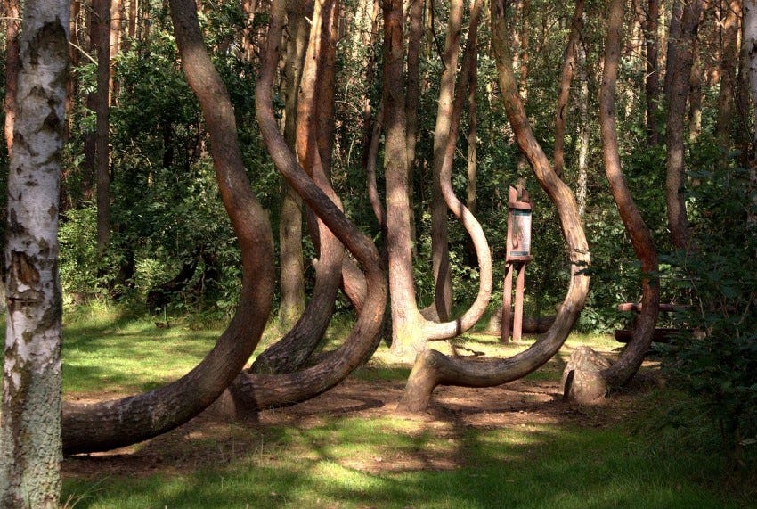 Crooked Forest Crooked Forest