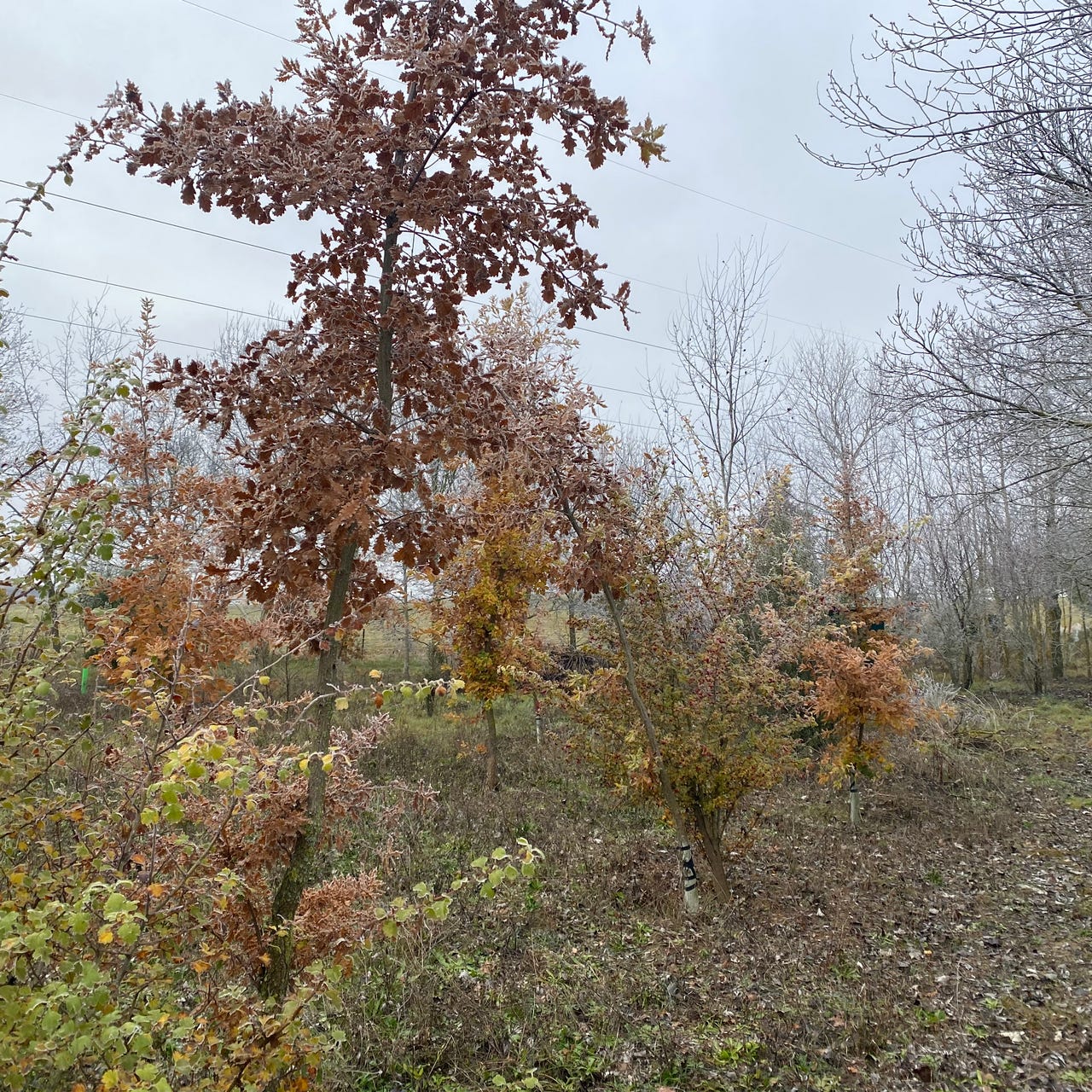 Substack de Mendipoems