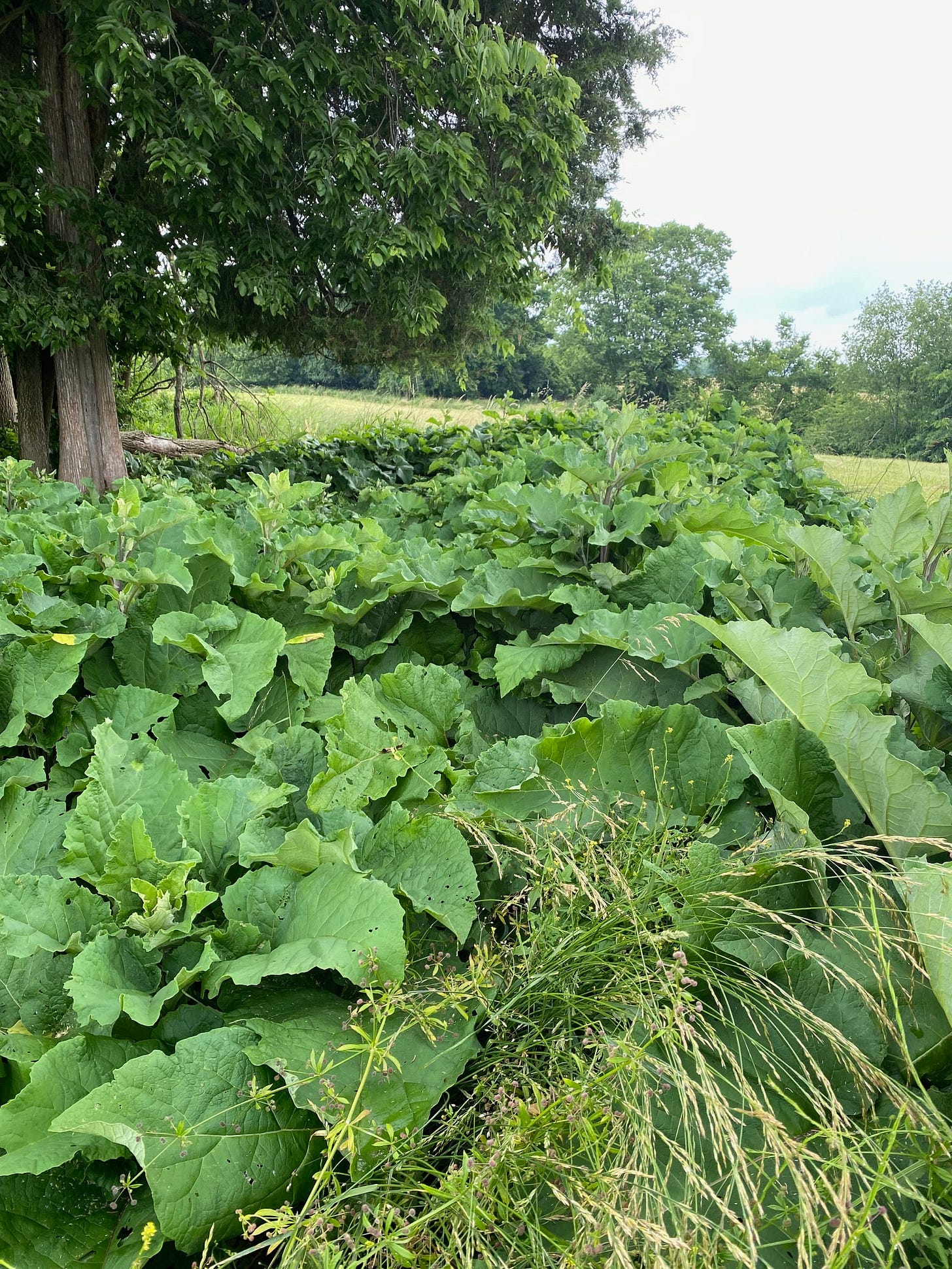Large stand of burdock, arctium minor 