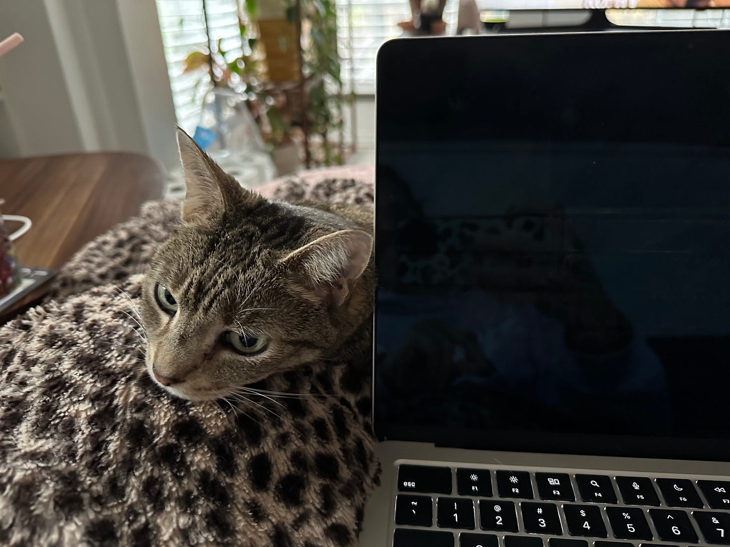 A tabby cat sits behind an open laptop on top of a leopard blanket