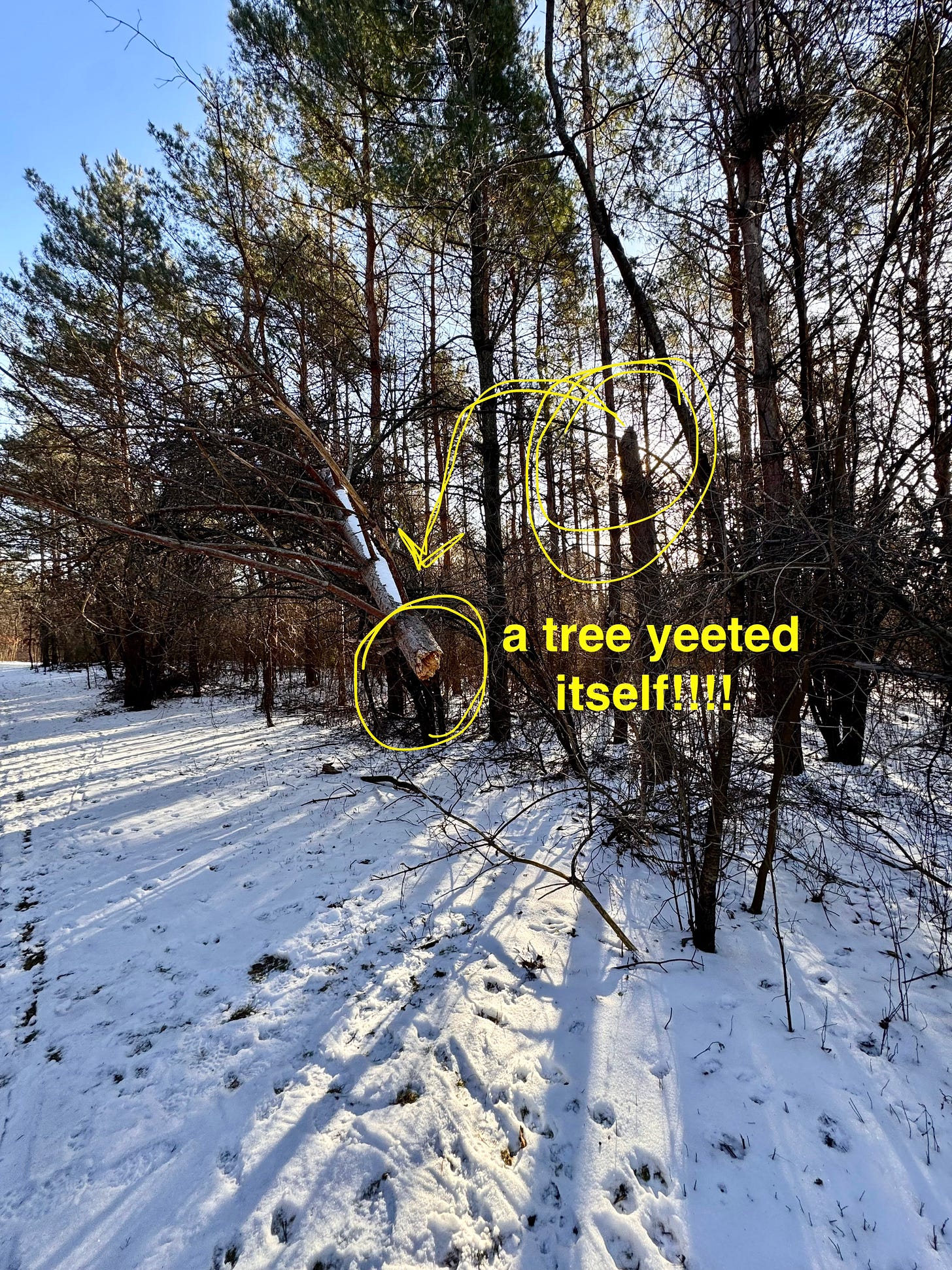 In a snowy forest, a pine tree is broken in half with the top half resting in some brush a couple of feet away from the trunk In a snowy forest, a pine tree is broken in half with the top half resting in some brush a couple of feet away from the trunk