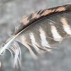 A Blessing seeking you.