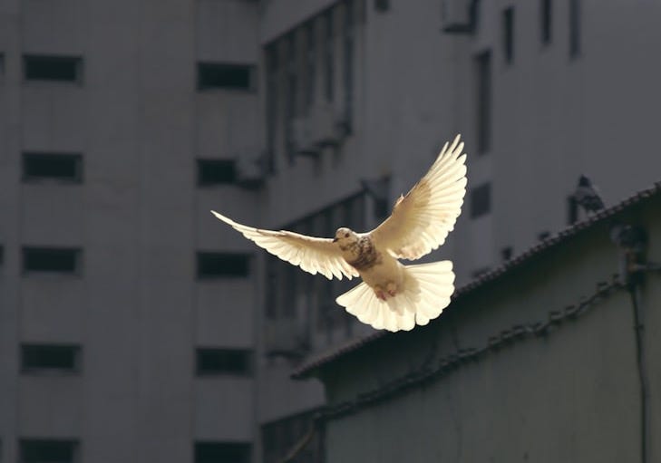 in flight dove