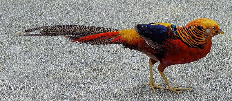 File:Chrysolophus pictus walking.JPG File:Chrysolophus pictus walking.JPG