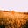 Avatar von Institute for integral Ecology