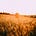 Avatar von Institute for integral Ecology