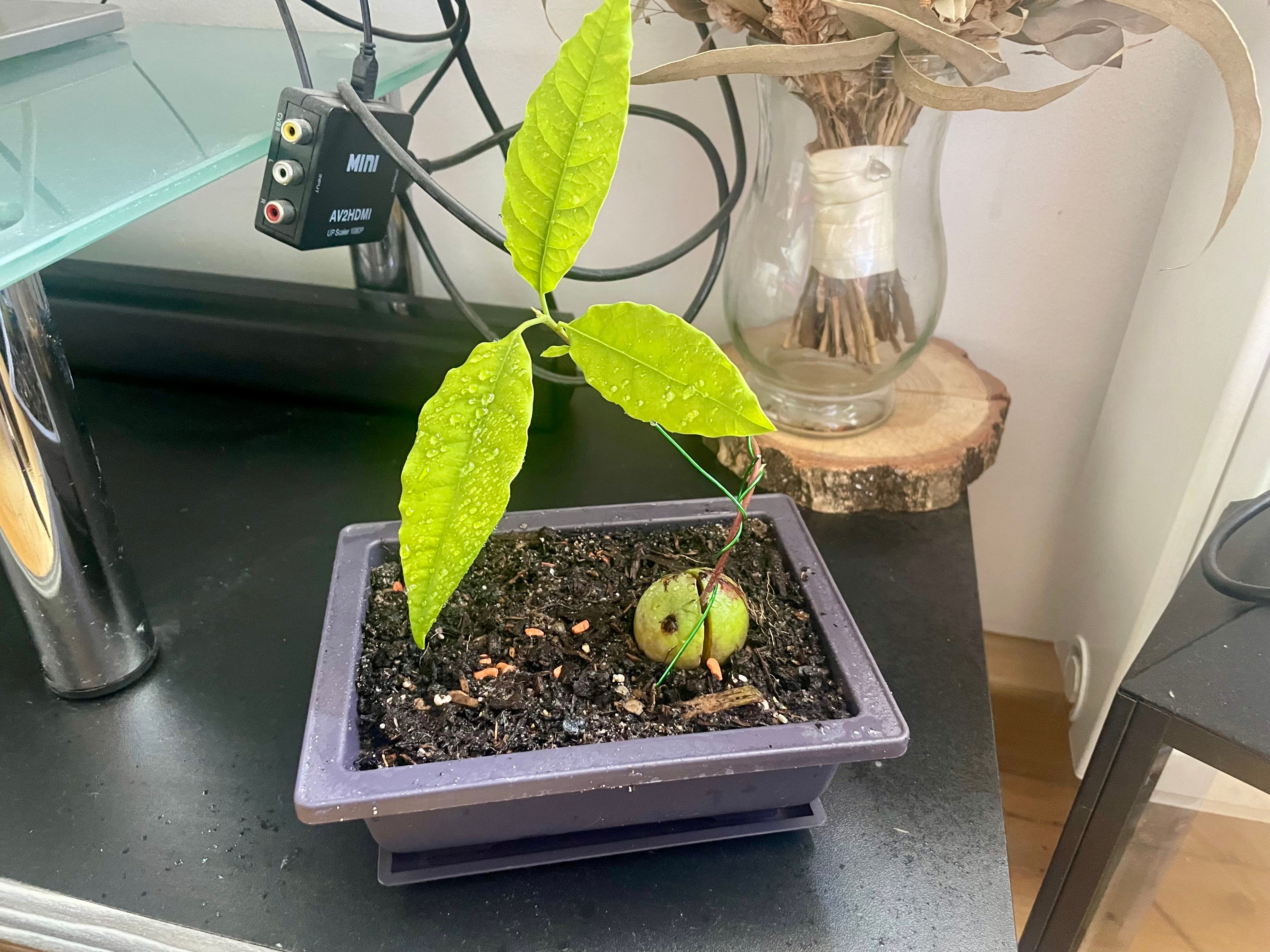 Bonsai Diary #6: Growing a Bonsai from an Avocado Pit