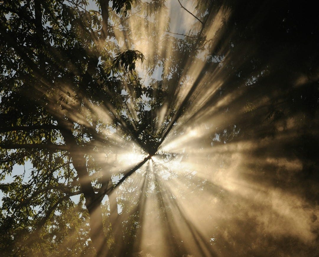 sun rays coming through trees