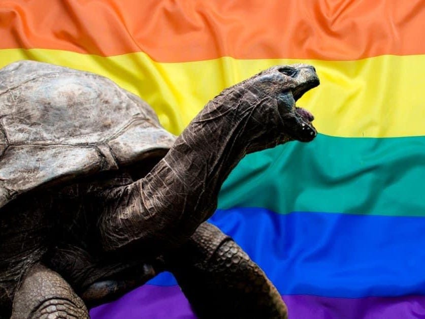 A very old tortoise in front of a gay pride flag. A very old tortoise in front of a gay pride flag.