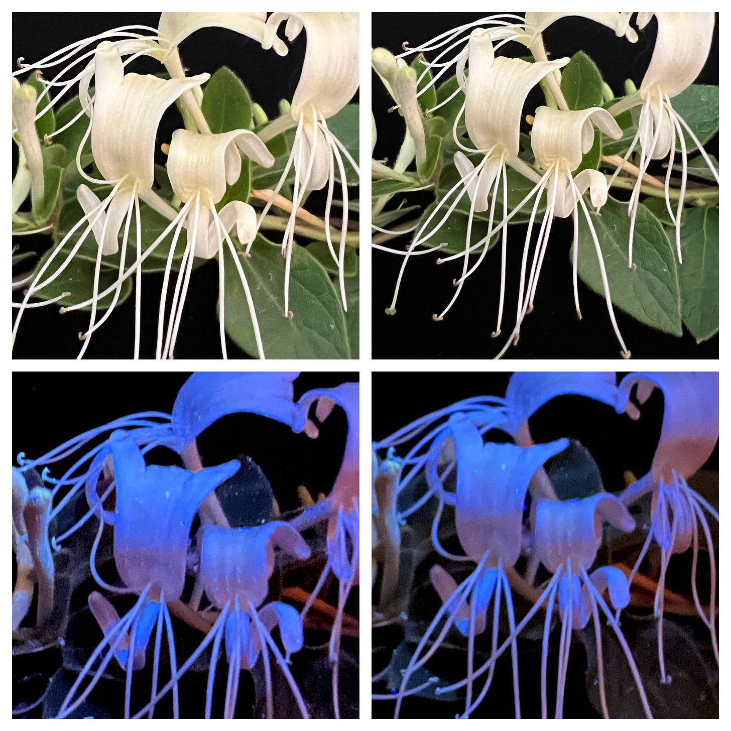 Honeysuckle in visible light and ultraviolet, showing the nectar guide invisible to the human eye.