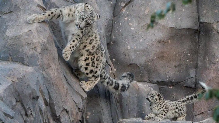 An adult snow leopard climbs a rock while a cub follows, then the cub descends again.