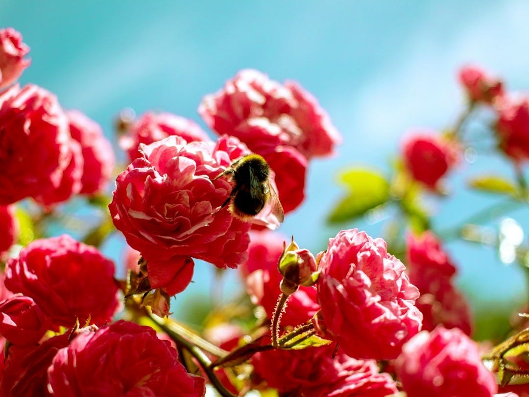 red petaled flower plants