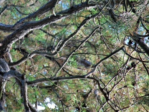 a tree with many branches