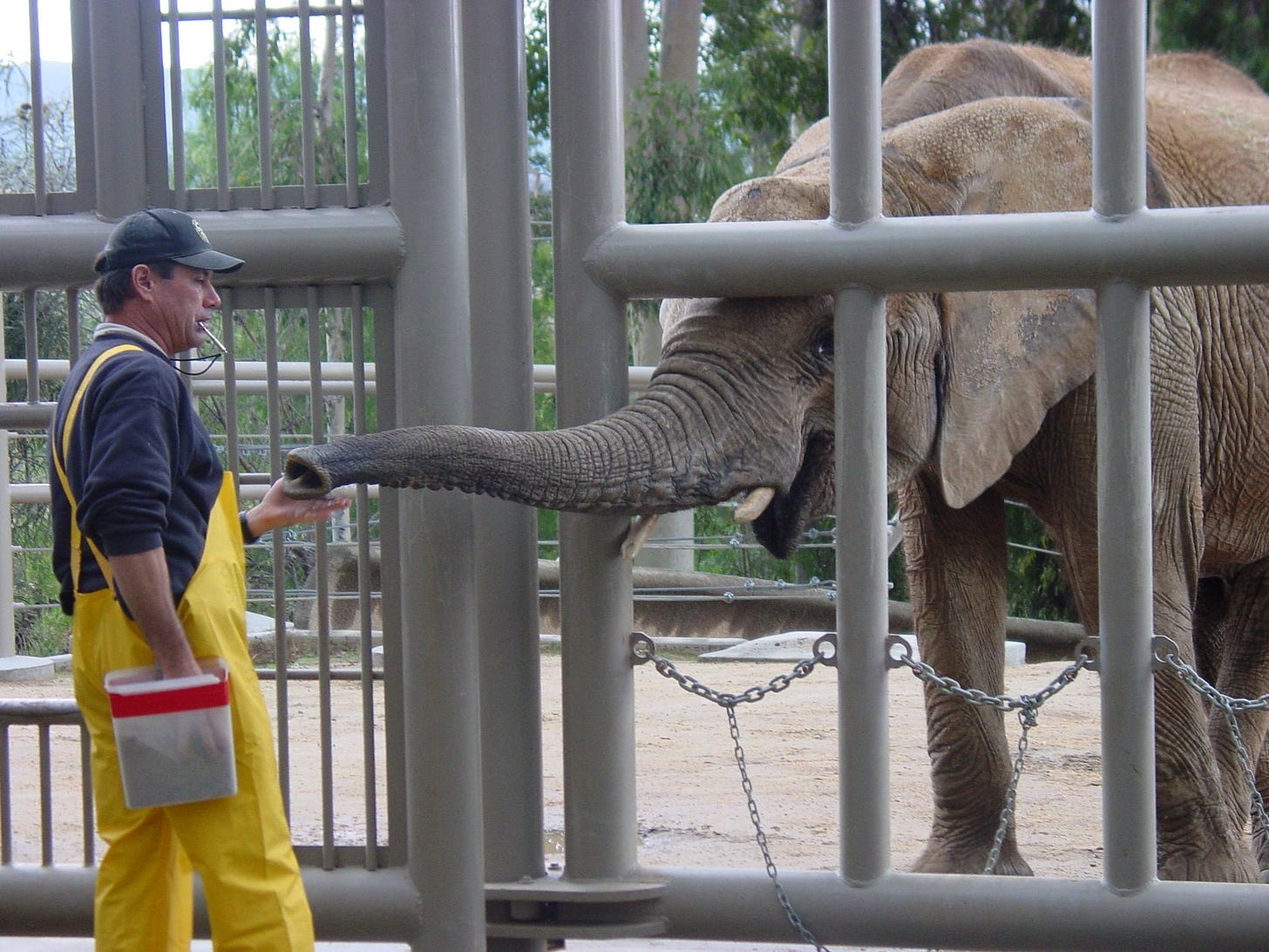 SanDiegoElephants7