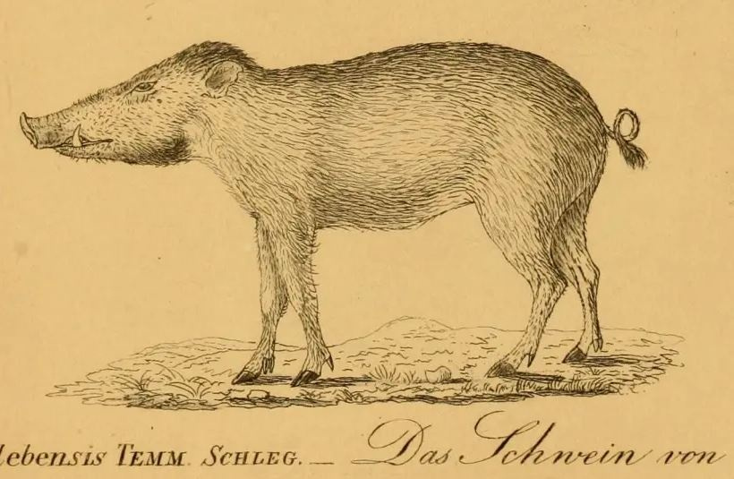 Sulawesi Warty Pig Rendering.JPG