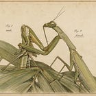 The Female Mantis Is Not a Femme Fatale
