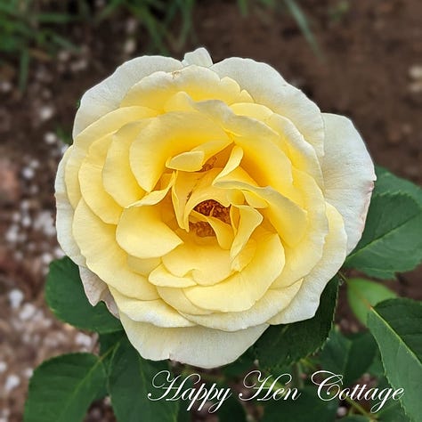 Five images of yellow roses with green leaves.