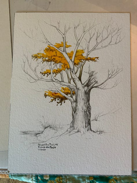 Yellow hickory, red maples, rusty dawn redwood, mixed hardwood forest on Asylum Lake, grapevines, and saffron bog Tamarack.