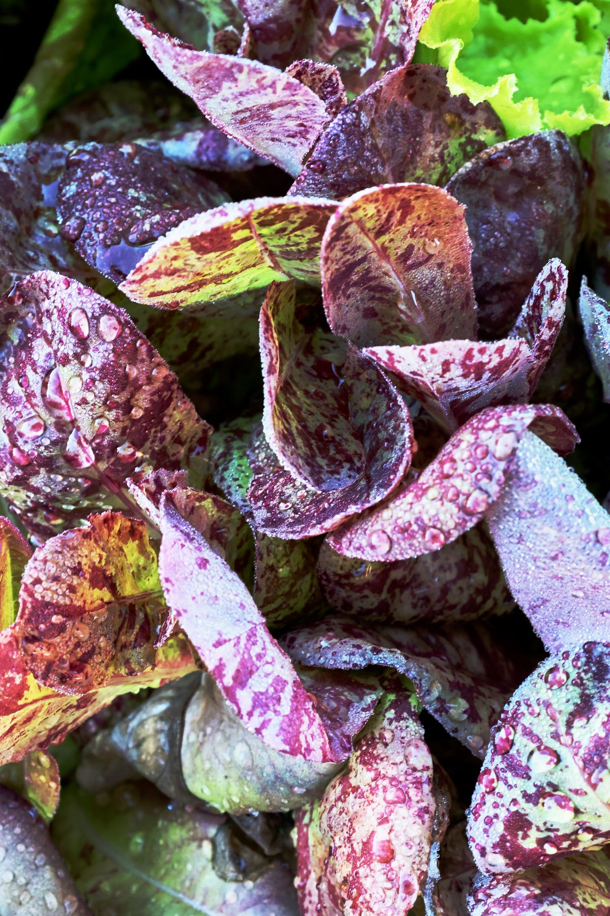 lettuce plants