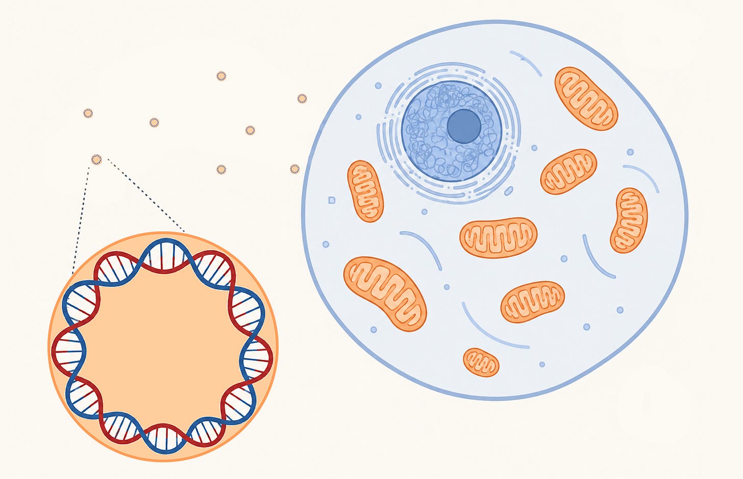 Cf-mtDNA in the extracellular matrix outside of a cell. 