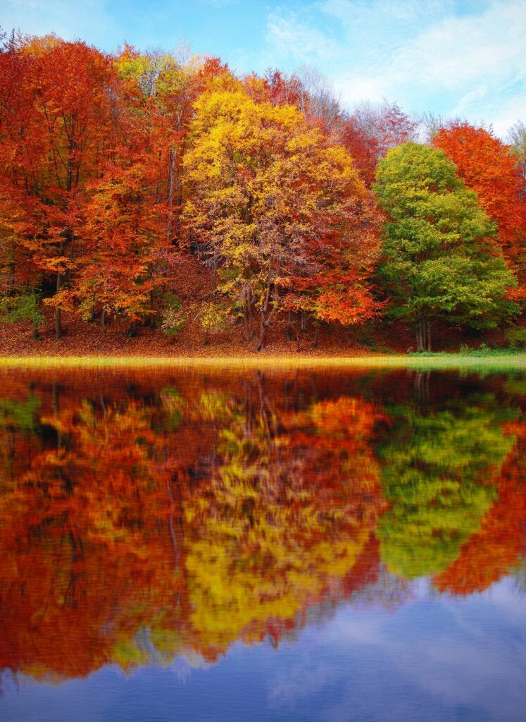 Autumn Evolution - green, yello, and red maple trees reflected in a lake