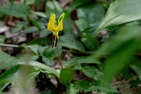 Three photos of small yellow lilies with large dark red anthers and red spots towards the center of the flowers, and lots of mottled green leaves