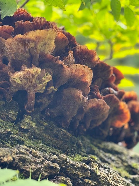Three photographs from the Lost Gardens of Heligan, Cornwall. Images by Bee Lilyjones: a subtropical understorey of tree ferns and silvery acanthus in dappled light; a slate path passing beneath an arching tree trunk beside a tall tree fern; and a close-up of ruffled bracket fungi clustered on a lichen-covered log.