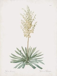 Show 266: Yellow Root and Yucca