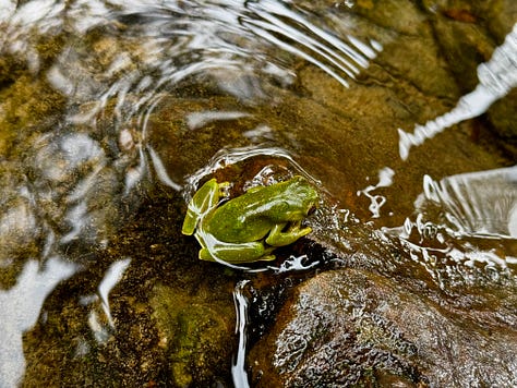 various nature scenes in photos from Amazon jungle in Peru. Earthen hut, Blue Morpho Butterfyle, Green Jungle Frog, crystal clear water at the bottom of a waterfall, giant tree with large roots exposed above ground.