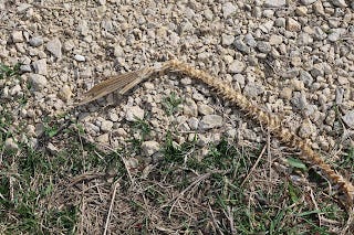 fish skeleton on the dike