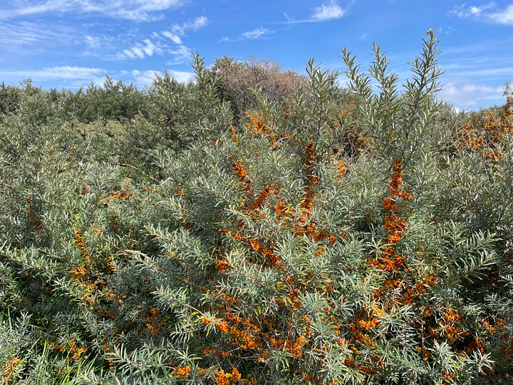 Dune thickets with sea buckthorn