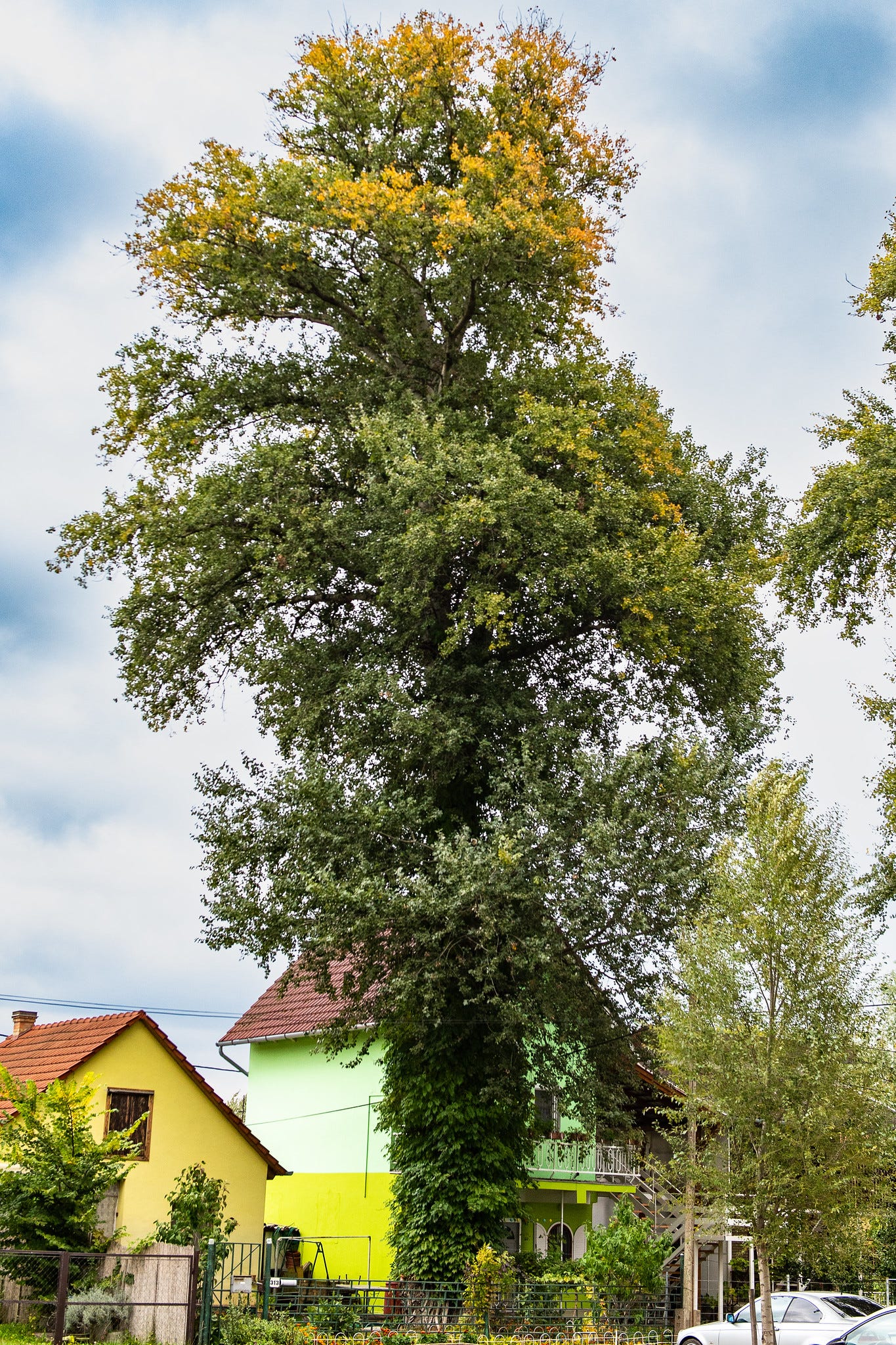 ID: Big, big birch tree