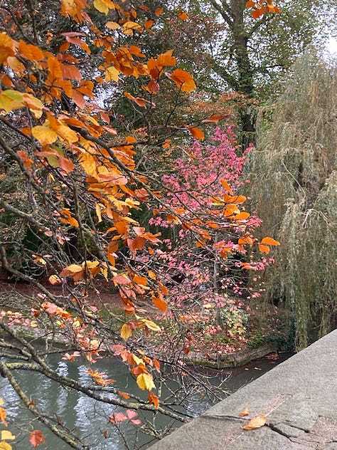 Red leaves in foreground over the river; distant view of Kings Chapel; carpet of leaves under a big tree; English Faculty sliding door; entrance to SIdgwick Buttery; sign at entrance to Petty Cury, a pedestrian street in central Cambridge