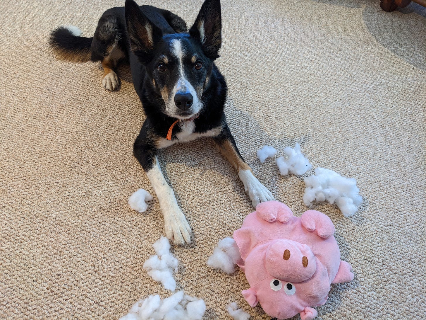 Dog with destroyed toy Dog with destroyed toy