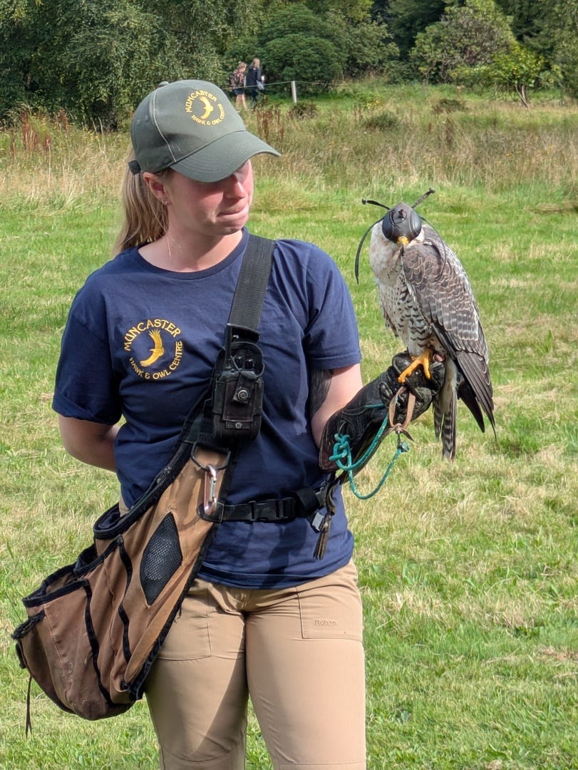 Muncaster Castle falcon Muncaster Castle falcon