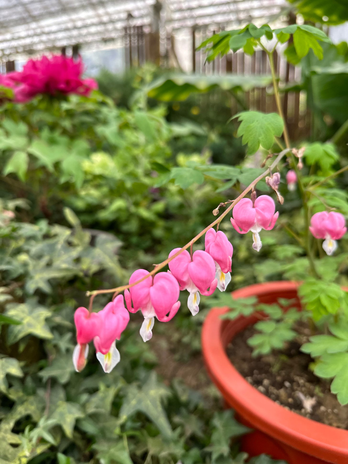 Tiny heart-shaped pink orchids in a line