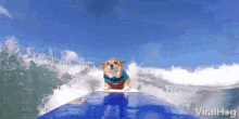 Viralhog Dog GIF - Viralhog Dog Dog Surfing GIFs