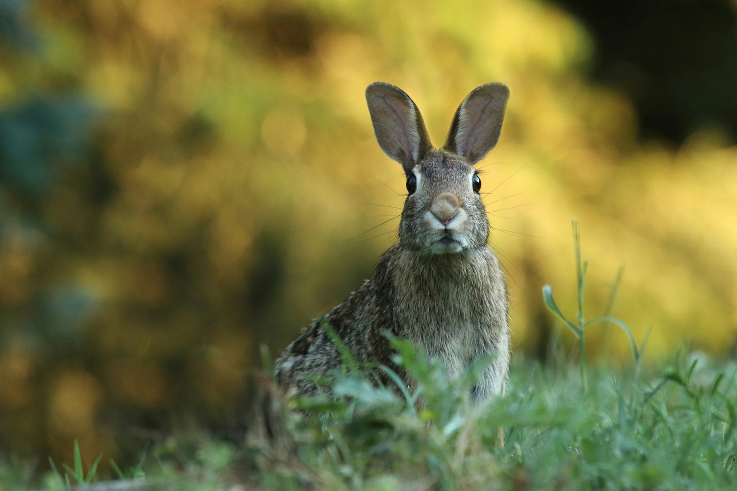a brown rabbit in the wild 
