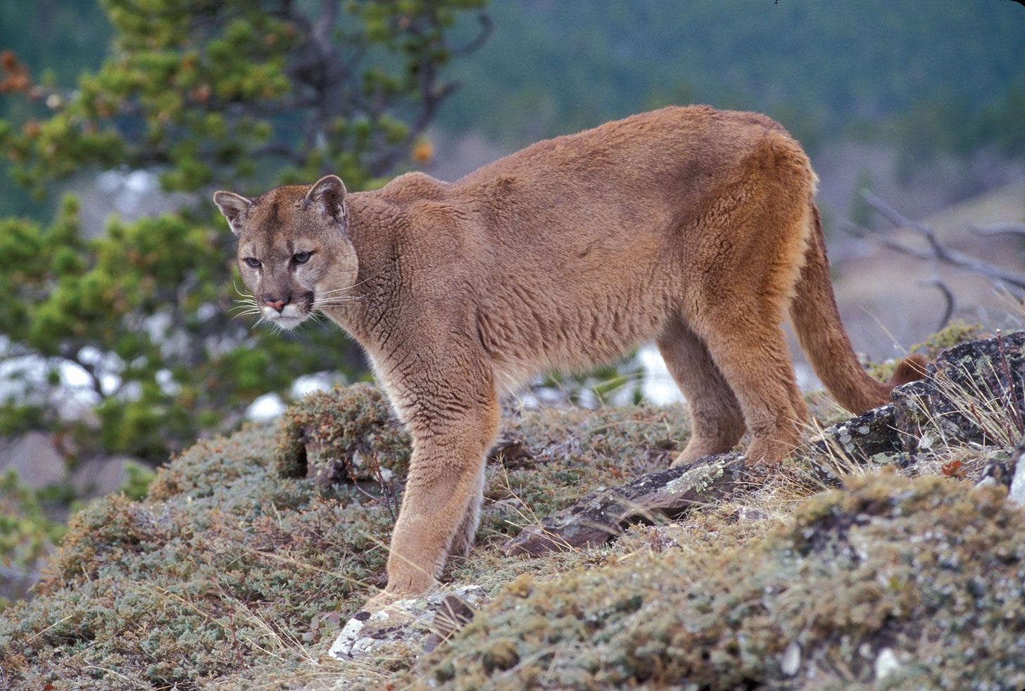 Puma concolor concolor | mammal | Britannica Puma concolor concolor | mammal | Britannica