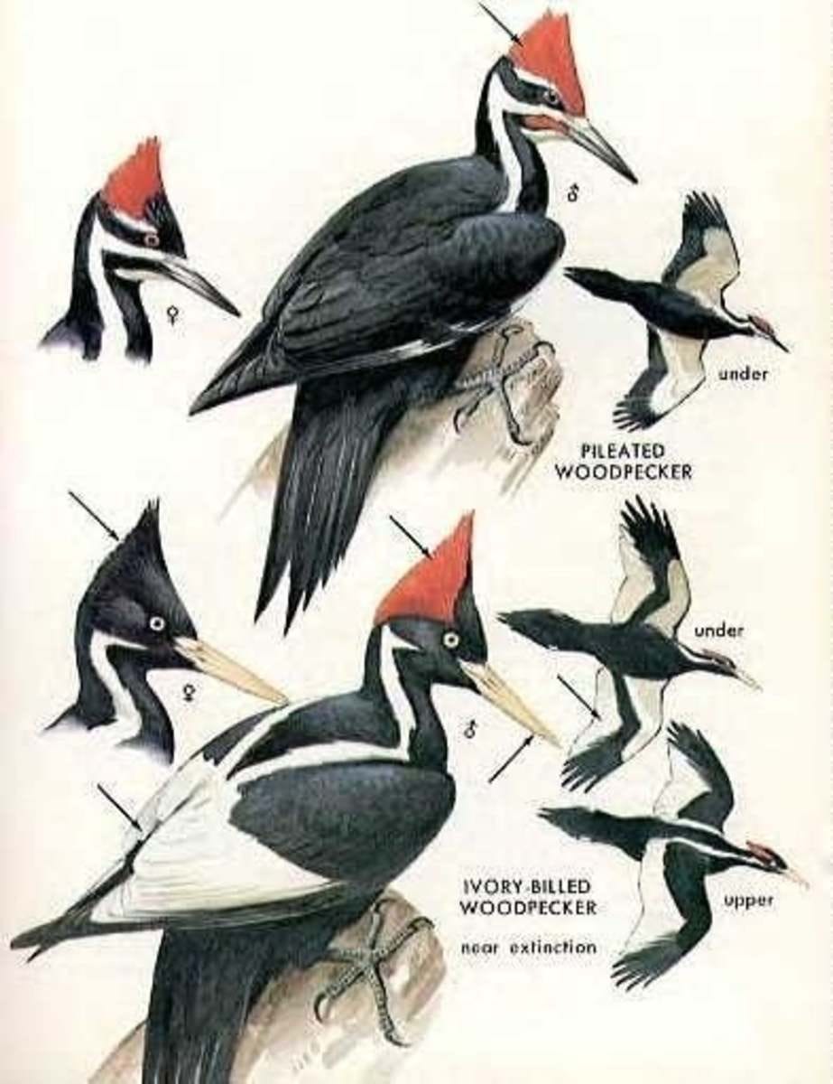 A comparison of the ivory-billed woodpecker and smaller lookalike pileated woodpecker. A comparison of the ivory-billed woodpecker and smaller lookalike pileated woodpecker.