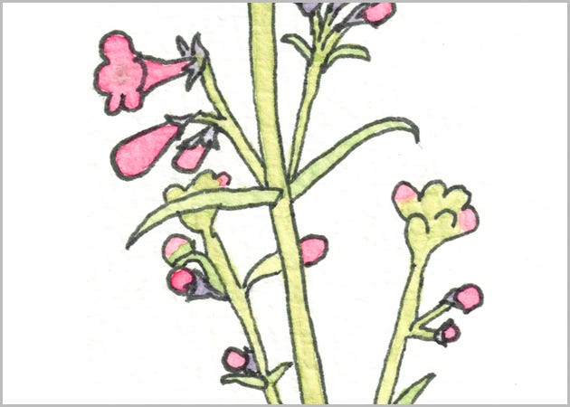 Pretty Pink Penstemon Petals