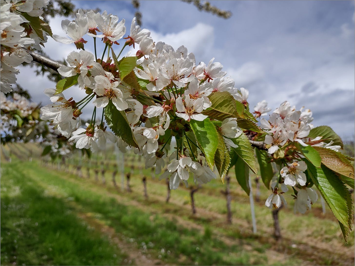 Spring cherry blossoms at Amalie Robert Estate.
