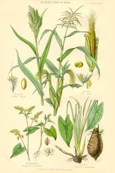 Show 288: Wheat part 2