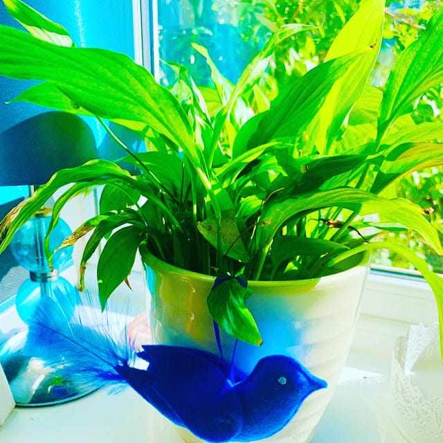 A felt bowerbird hanging from a peace lily in a sunlit window