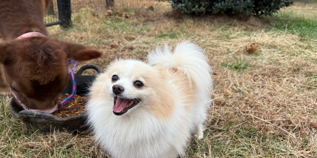 Homesteading: Pig Weed cometh